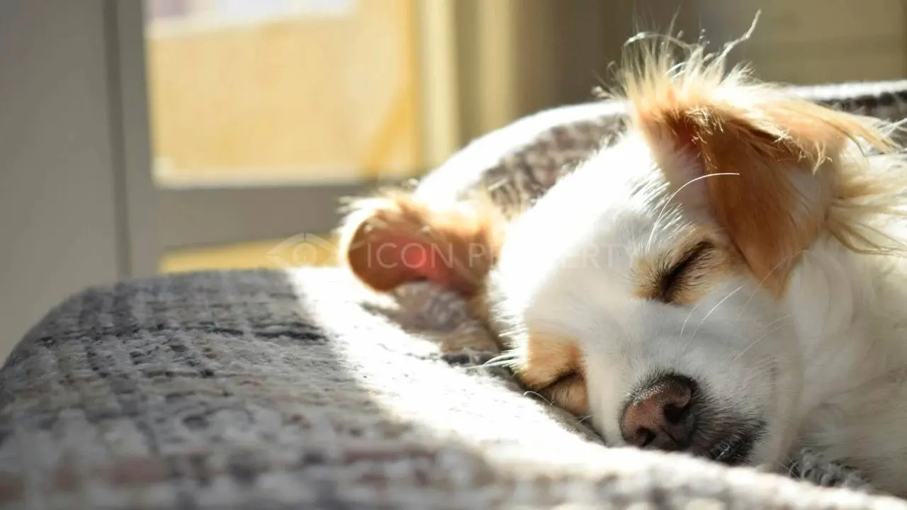 Bringing Your Pet to Portugal: Vet Rules, Quarantine, and Pet-Friendly Homes